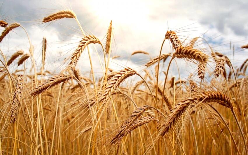 Azərbaycanda dənli bitkilərin ixrac dəyəri 5 dəfəyə yaxın artırıb
