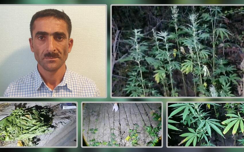 Lerikdə çətənə kolları yetişdirməkdə şübhəli bilinən şəxs saxlanıldı