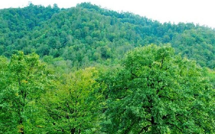 Meşələrdə zərərvericilərə qarşı mübarizə tədbirləri görülür