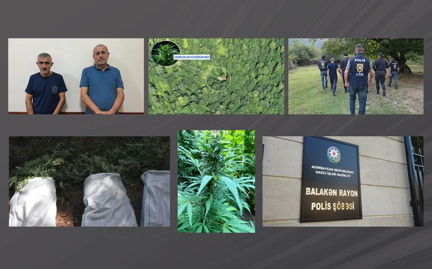 Balakəndə polis əməliyyat keçirdi, narkoplantasiya salan silahlı şəxslər tutuldu