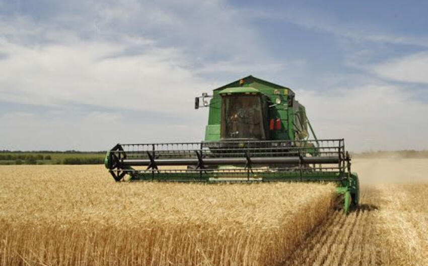 2026-cı ildə taxıl əkinlərinə subsidiya məbləğləri açıqlandı