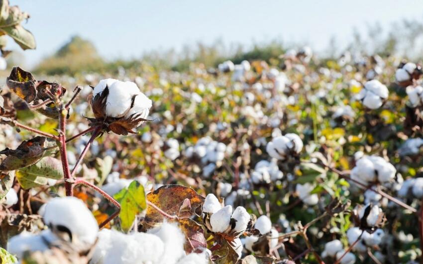 Pambığa görə məhsul subsidiya artırıldı