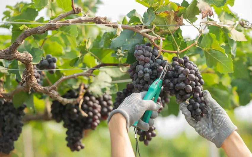 Üzüm sahələri üzrə 168 min manat sığorta ödənişi edilib