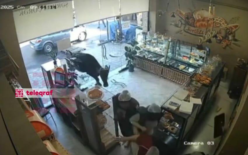 Gəncədə inək mağazaya hücum çəkdi, xəsarət alanlar var -