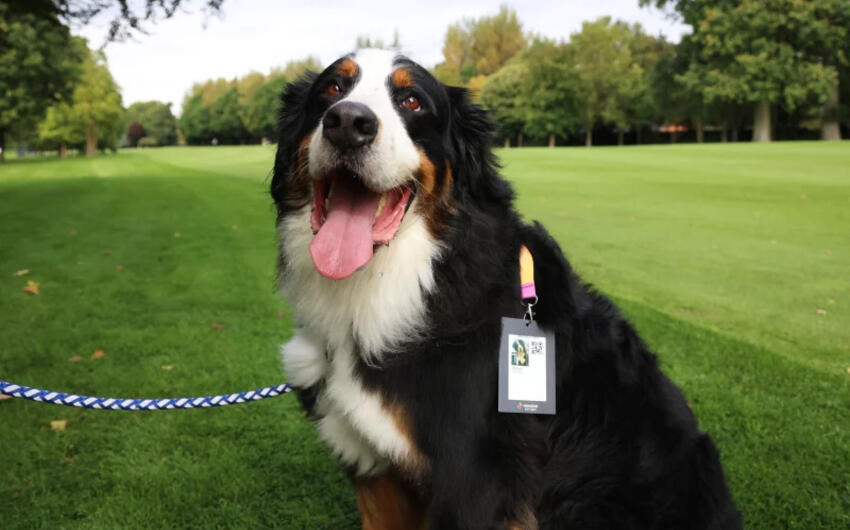 İtlərin bağlı saxlanması qadağan edildi