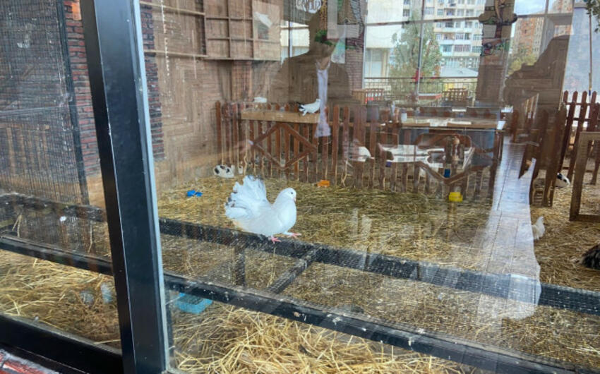 “Kolorit” restoranında heyvanların qanunsuz saxlanıldığı aşkar olunub