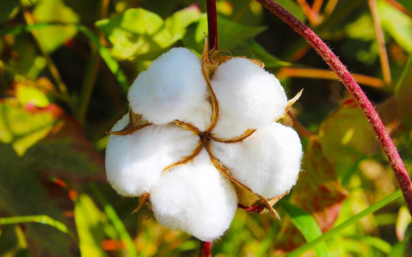 Azərbaycanın pambıq ixracı 7%-dən çox azaldı