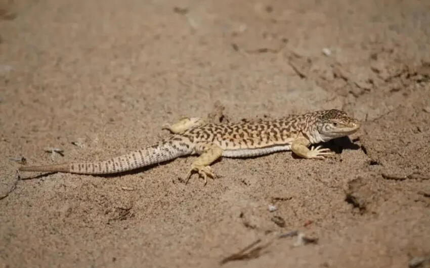 Qazaxıstanda nadir heyvanlar siyahısına daha 11 növ əlavə olunacaq