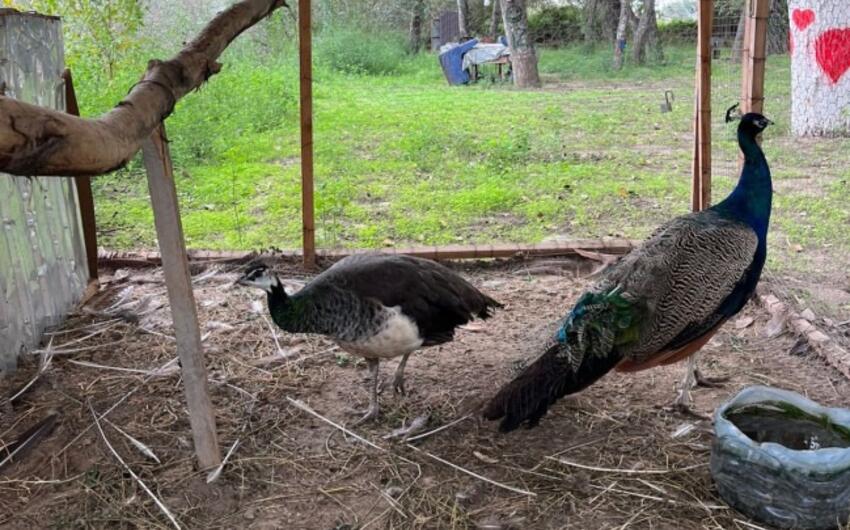 Sabirabadda ailəvi restoranda quşlar qanunsuz saxlanılıb
