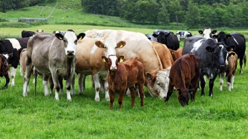 AQTA dabaq xəstəliyi ilə bağlı duruma aydınlıq gətirdi