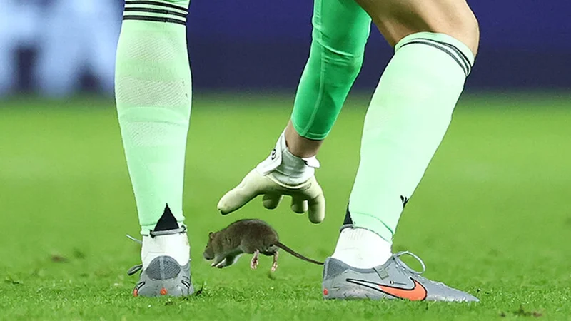 Uels - Belçika matçında çağırılmamış qonaq -