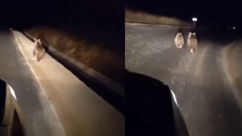 Xocavəndin kəndində ana-bala ayı yola çıxdı -