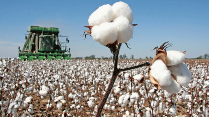 Azərbaycanın pambıq ixracı azaldı, idxalı isə artdı