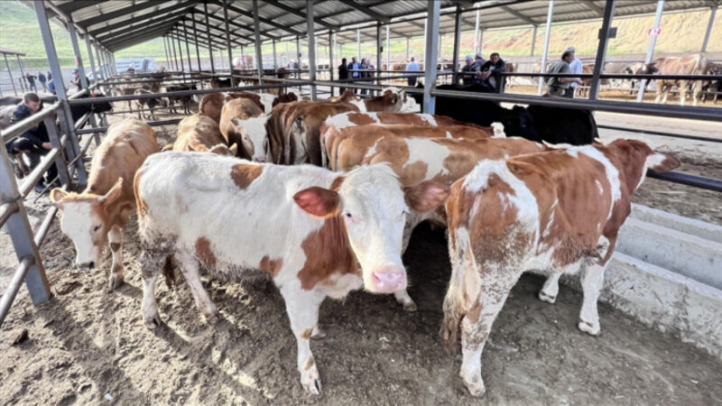 Dabaq xəstəliyi insanlara keçə bilərmi?