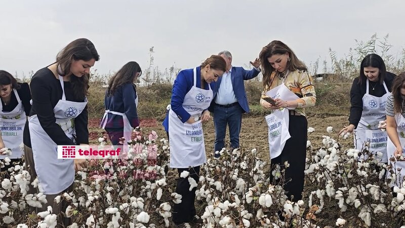 Əlcəzair səfiri Biləsuvarda pambıq yığımına qatıldı -