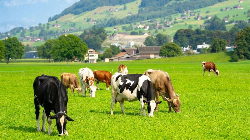 Nazirlik rəsmisi: Qida yolu ilə dabaq virusunun insan orqanizminə keçməsi mümkün deyil