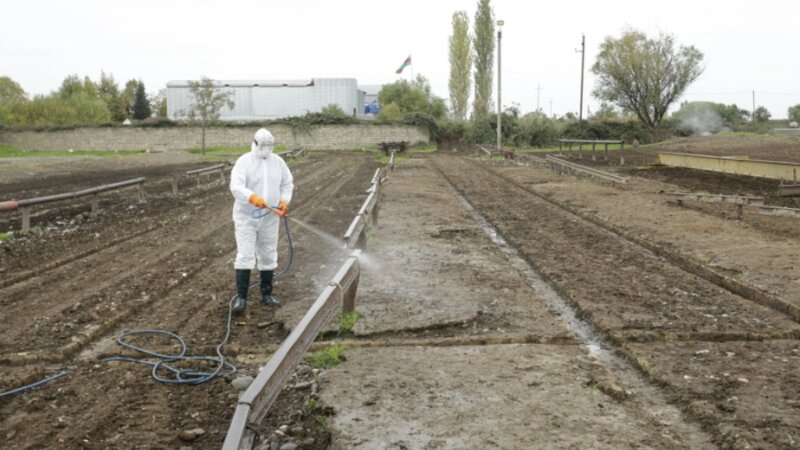 Aqrar Xidmətlər Agentliyi: Diri heyvan bazarlarında dezinfeksiya işləri gücləndirilib