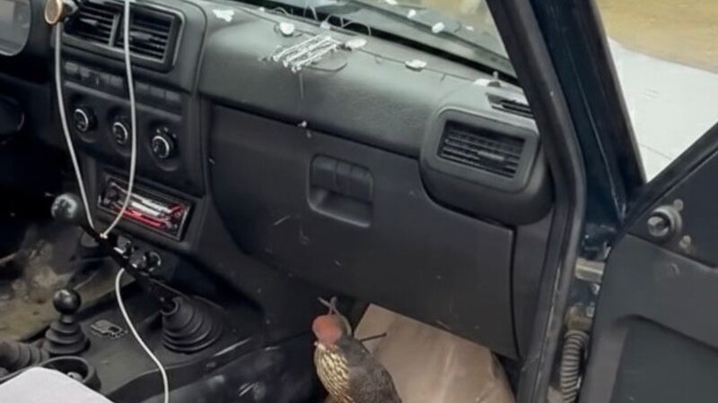 Şabranda ov qaydalarını pozan şəxslər saxlanıldı