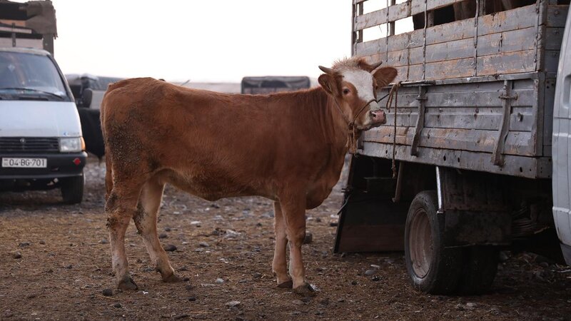 Beyləqandakı heyvan bazarında monitorinq aparıldı -