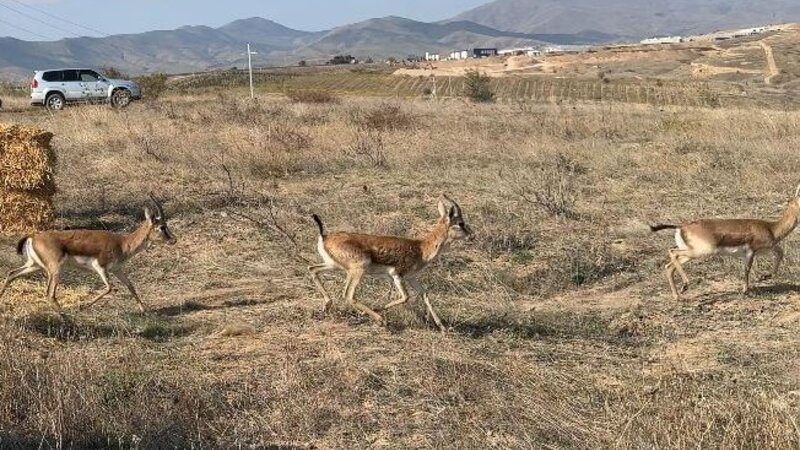 Cəbrayıla 7 baş ceyran buraxılıb