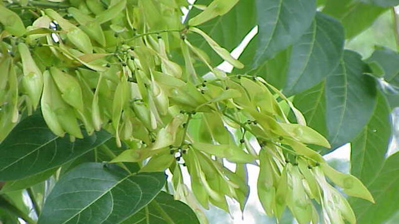 Kollecin həyətində kəsilən ağaca görə fəhlə 2 min manat cərimə edildi