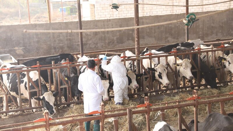 Aqrar Xidmətlər Agentliyi dabağa qarşı profilaktik tədbirlərə başladı