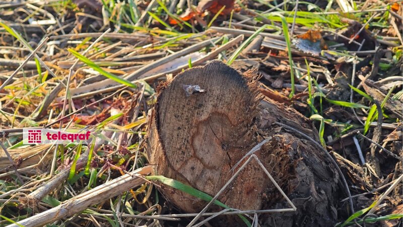 Cəlilabadda üzüm bağları ləğv edilir -
