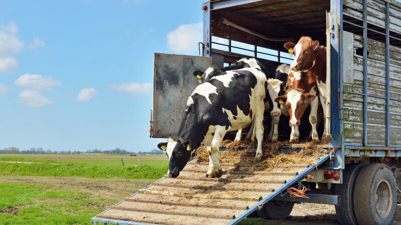 Gürcüstandan heyvan idxalına qoyulan məhdudiyyət aradan qaldırıldı