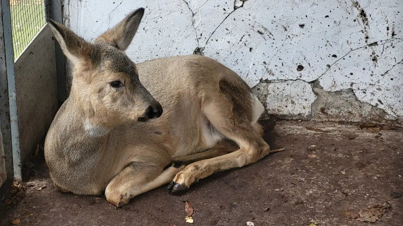 Azərbaycan xəritəçiliyin inkişafı üçün töhfə verməyə hazırdır
