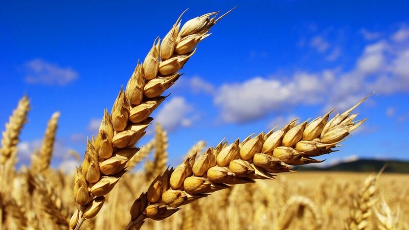 BMT: Ötən ay taxıl  bahalaşıb