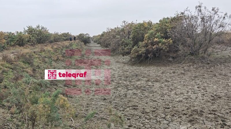 Cəlilabadda ekosistem məhv olur –