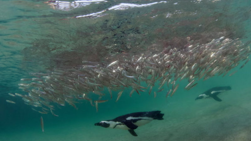 60 min Afrika pinqvini tələf olub