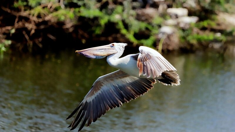Leypziq zooparkında quş qripi səbəbindən bütün pelikanlar məhv edilib