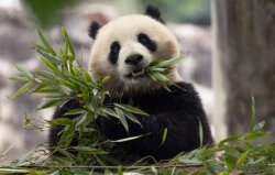 Yaponiya siyasi gərginliyə görə pandalarsız qala bilər