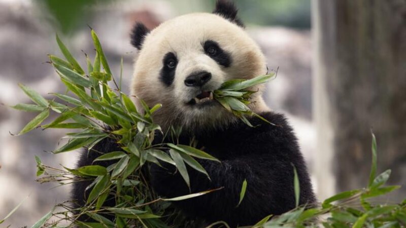 Yaponiya siyasi gərginliyə görə pandalarsız qala bilər