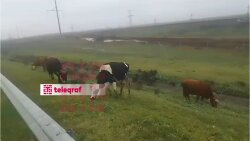 Ələt-Astara magistralının qadağan olunmuş ərazilərində mal-qara otarılır -