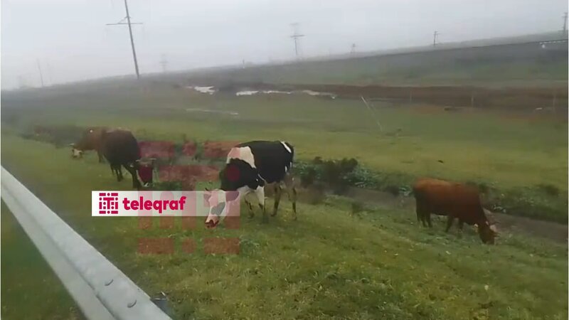 Ələt-Astara magistralının qadağan olunmuş ərazilərində mal-qara otarılır -