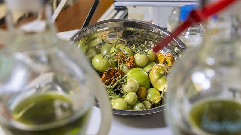 Avropalı alimlər pomidor tullantılarını reaktiv yanacaq kimi istifadə etmək istəyirlər