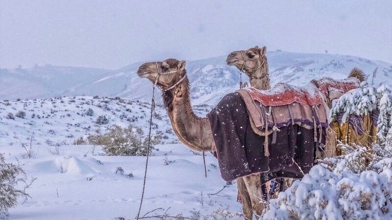 Səudiyyə Ərəbistanında nadir hadisə –