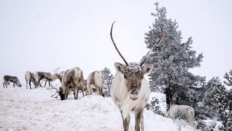 Finlandiyada maralların tələfatı artıb -