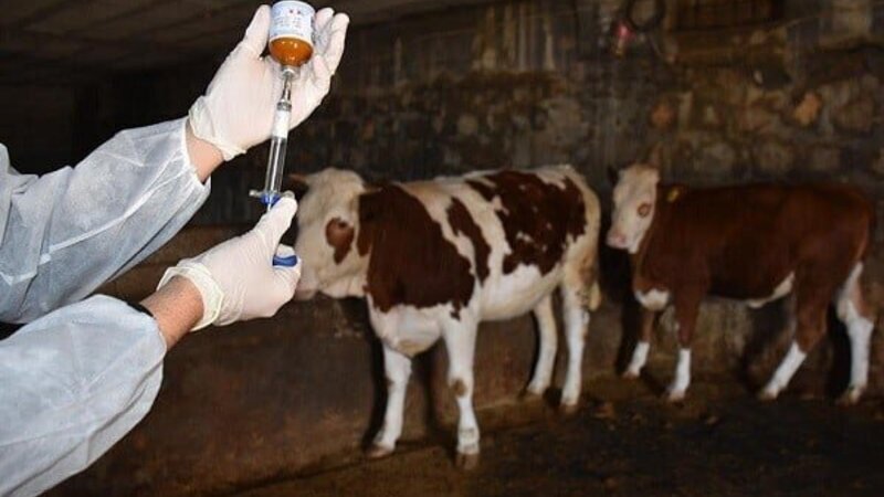 Dabaq xəstəliyinə qarşı 9,5 milyon manatlıq peyvəndlər alınacaq