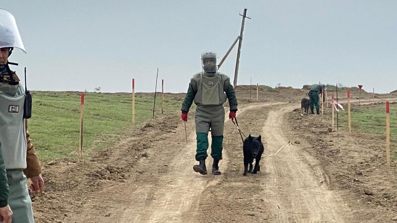 Heyvanlar aləmindən istifadə növləri sırasına minatəmizləmə də daxil edilir