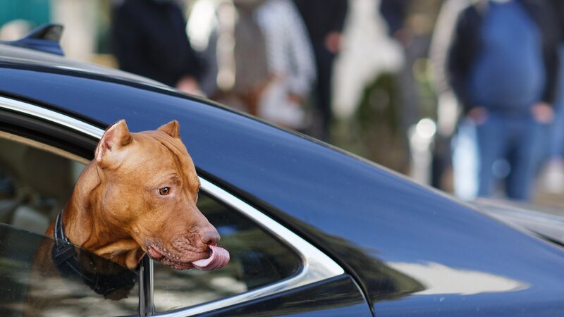 Gürcüstanda nəqliyyatın səs-küyünə görə cərimə tətbiq olunacaq