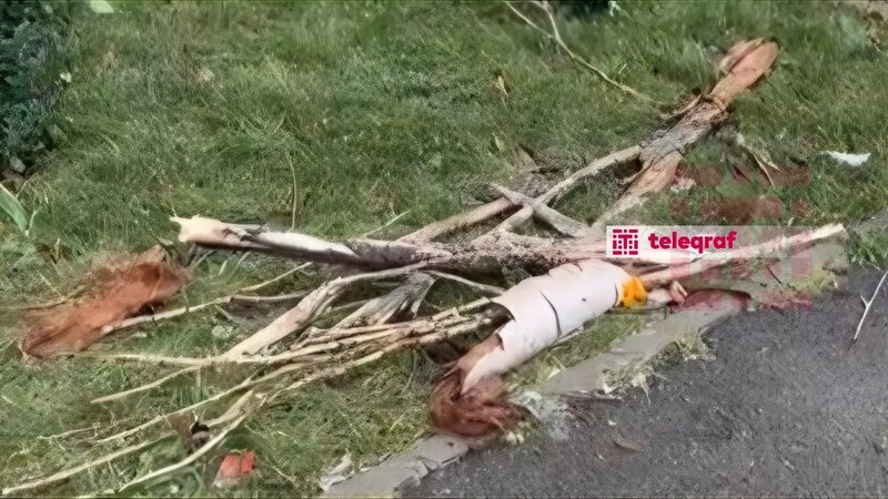 Təhlükəyə çevrilən qurumuş ağaclar -