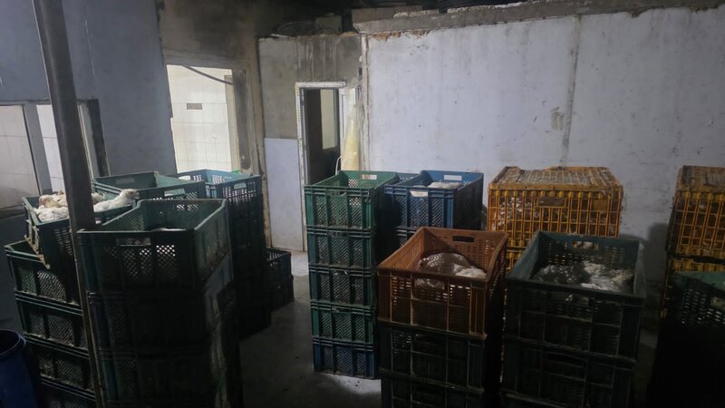 Masazırda qanunsuz fəaliyyət göstərən quş kəsimi sexi aşkarlandı