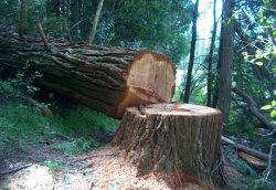 Yaşıllıqların qanunsuz kəsimi ilə bağlı hüquq-mühafizə orqanlarına məlumat göndərildi