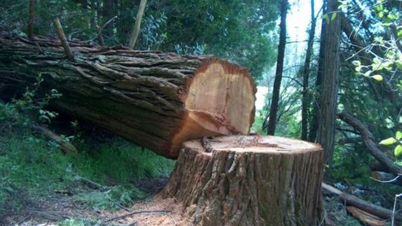 Oğuzda palıd ağaclarını kəsməkdə şübhəli bilinən şəxs saxlanılıb