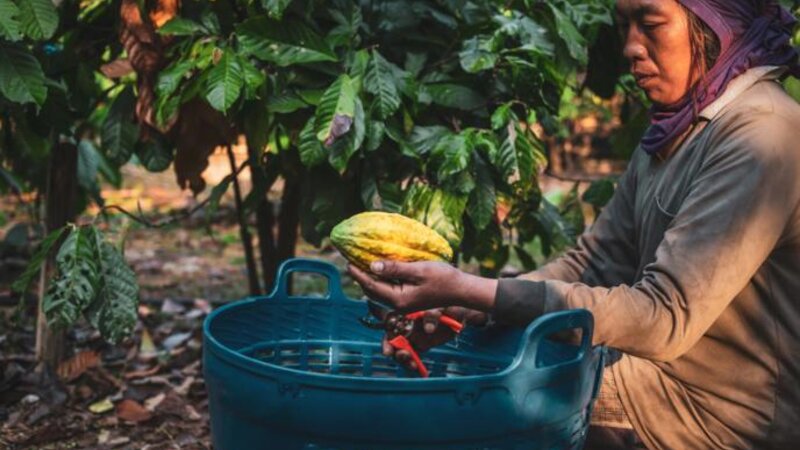 Kakao paxlası son üç ildə dəfə 4000 dollardan aşağı düşdü