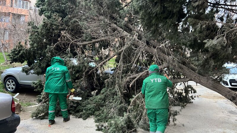 Güclü külək paytaxtda 19 ağacı sındırdı