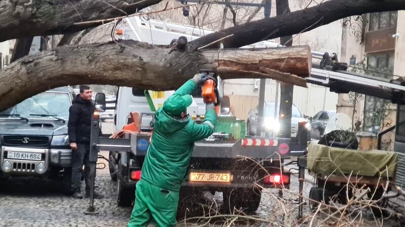 İki gün ərzində Bakıda 78 ağac sındı